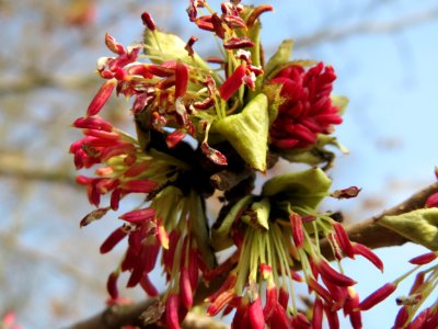20150324Parrotia_persica3