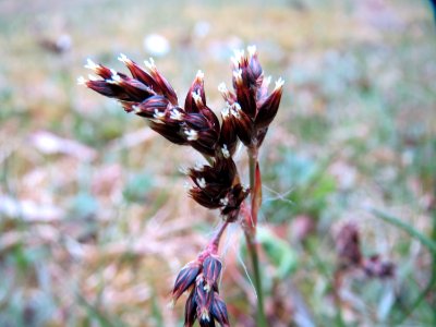 20150326Luzula_campestris3