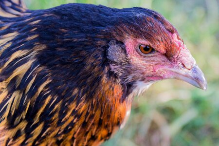 Agriculture bill poultry