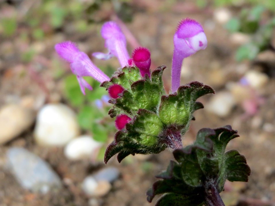 20150405Lamium_amplexicaule6