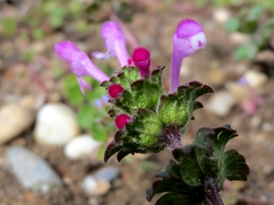 20150405Lamium_amplexicaule6