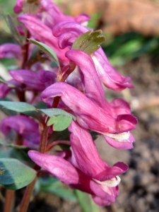 20150327Corydalis_solida1