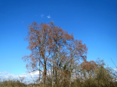 20150402Ulmus_minor04