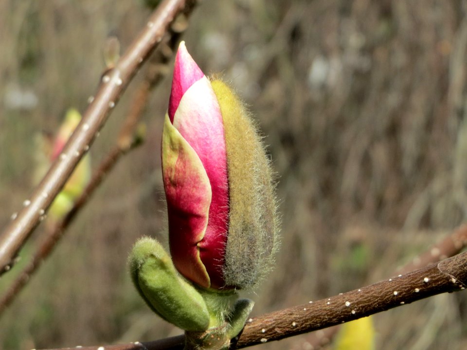 20150327Magnolia_x_soulangeana2 photo