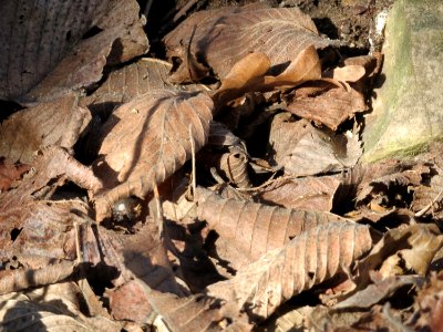 20150402Ulmus_minor11