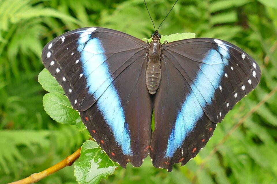 Wing edelfalter flying