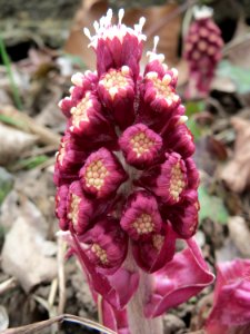 20150328Petasites_hybridus2