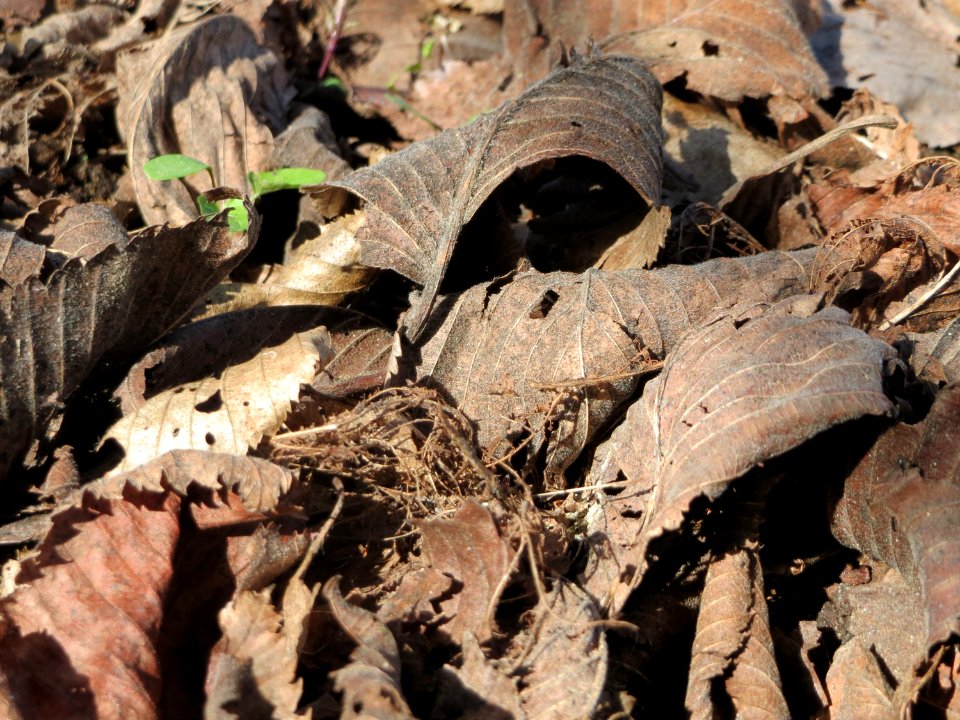 20150402Ulmus_minor12
