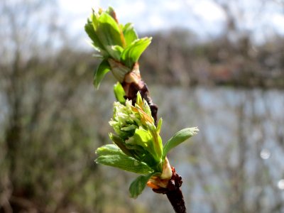 20150327Crataegus_monogyna2