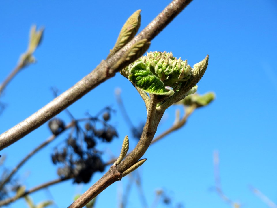 20150402Viburnum_lantana3