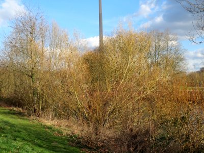 20150327Salix_alba