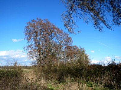 20150402Ulmus_minor03
