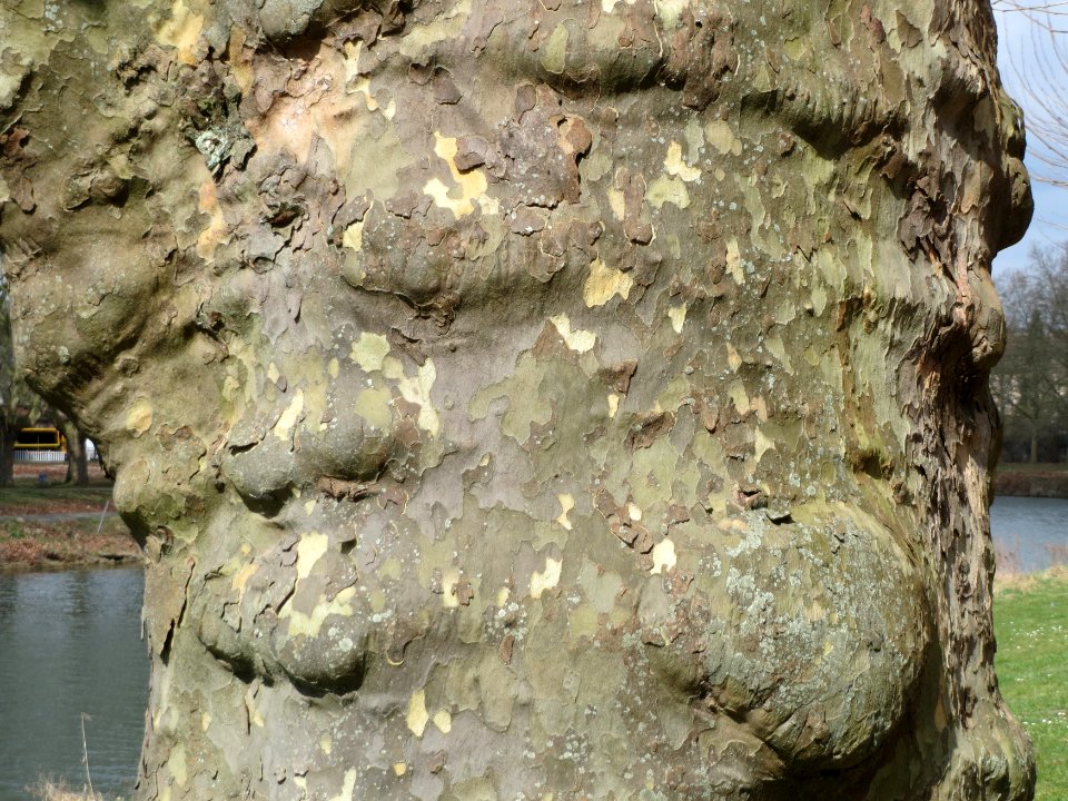 20150327Platanus_x_hispanica2