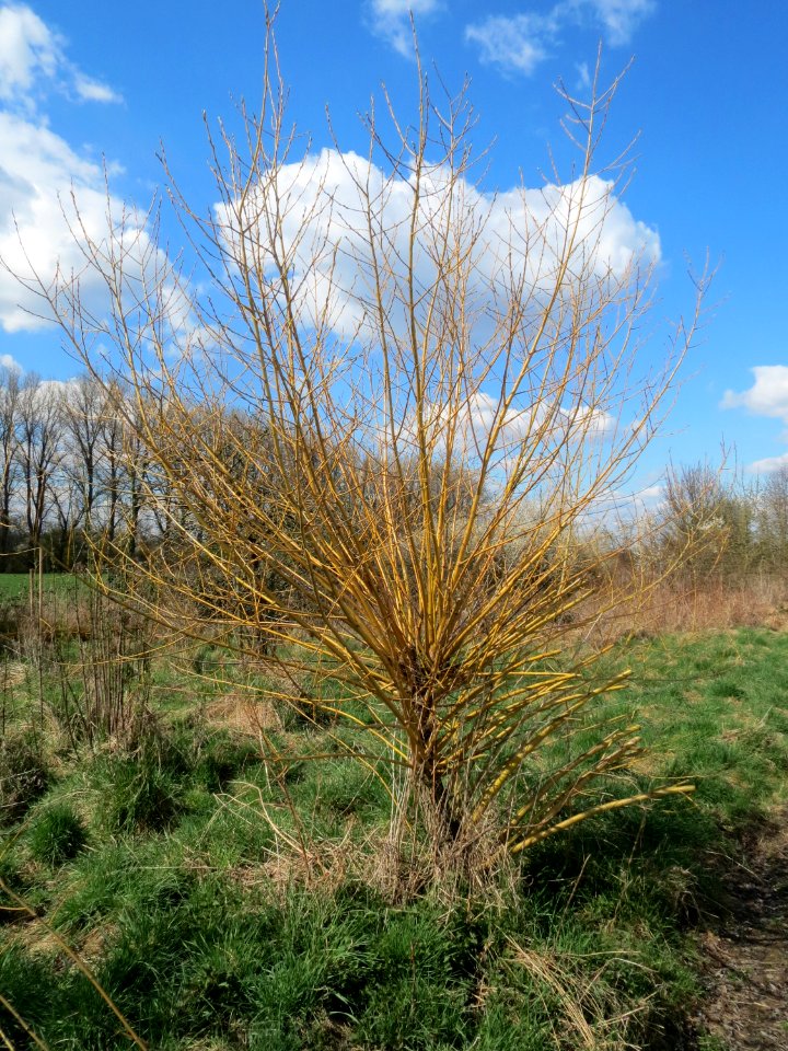 20150405Salix_alba3