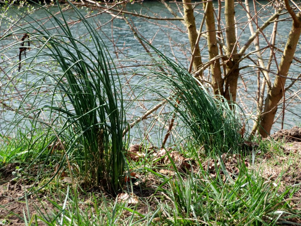 20150327Allium_schoenoprasum