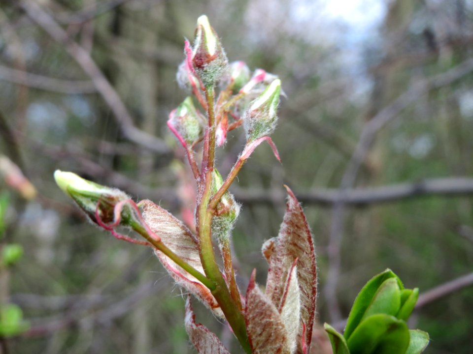 20150405Amelanchier_lamarckii2