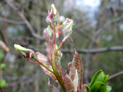 20150405Amelanchier_lamarckii2