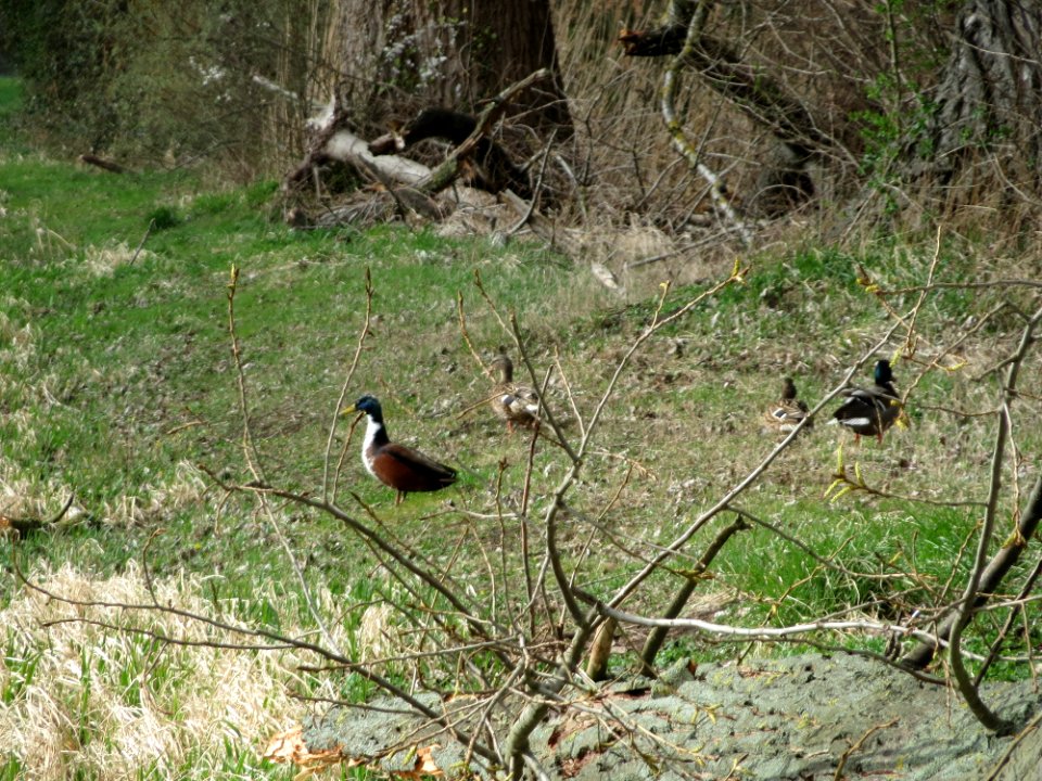 20150402Alter_Kraichbach2