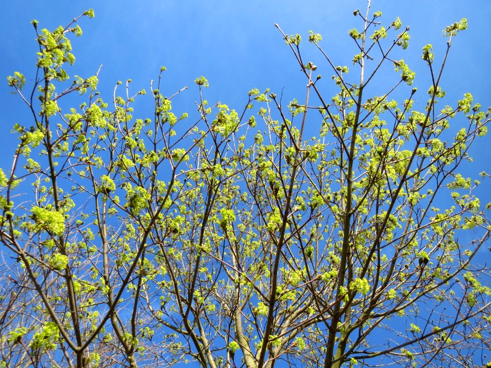 20150402Acer_platanoides1
