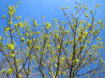 20150402Acer_platanoides1