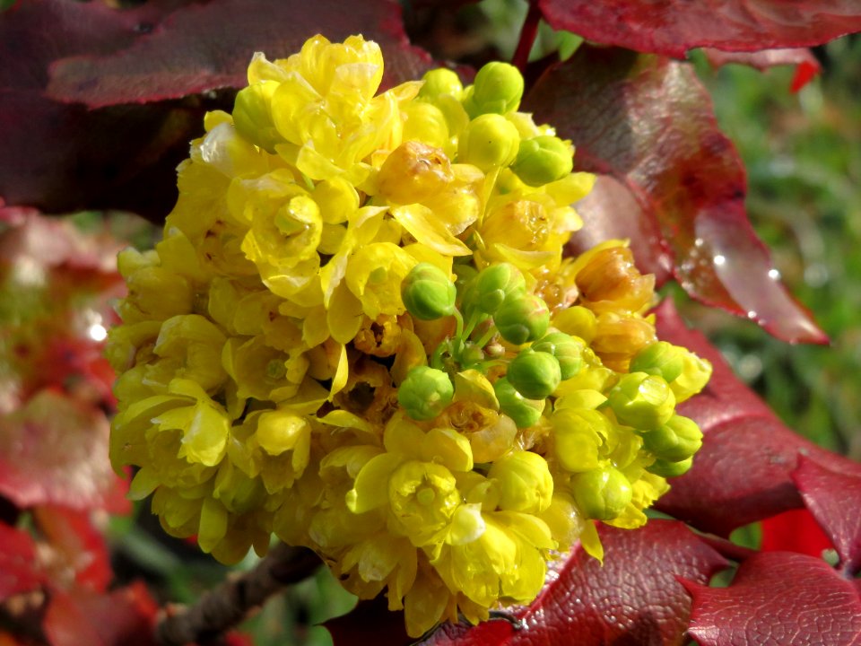 20150404Mahonia_aquifolium2