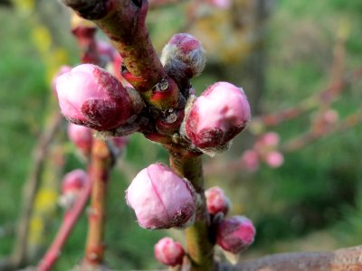 20150405Prunus_dulcis4