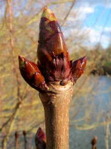 20150327Aesculus_hippocastanum2 photo