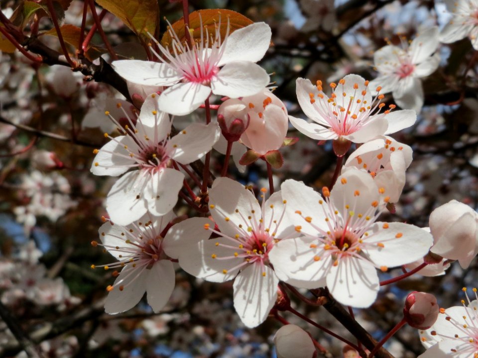 20150405Prunus_cerasifera6