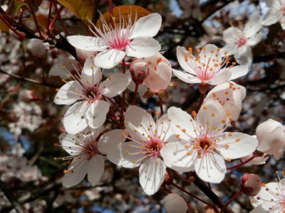 20150405Prunus_cerasifera6