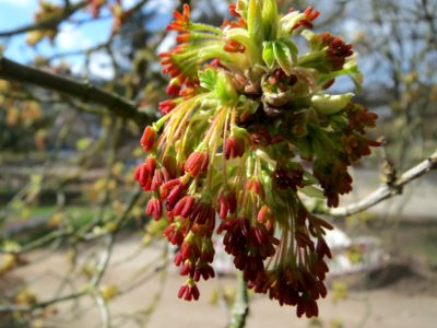 20150327Acer_negundo1