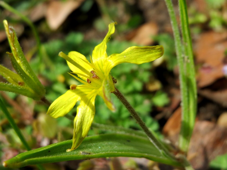 20150405Gagea_villosa3