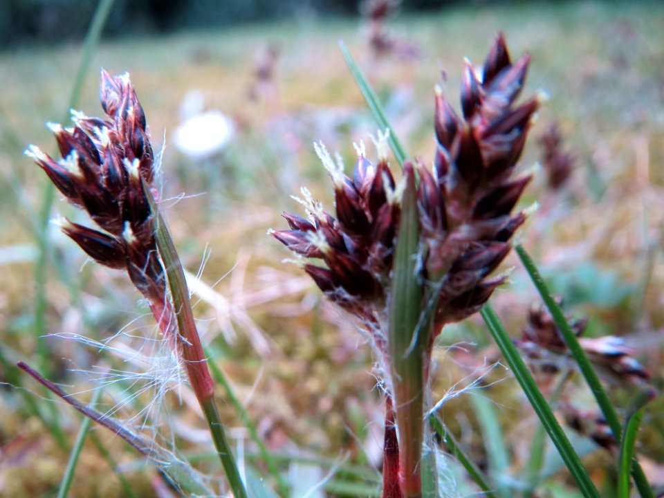 20150326Luzula_campestris2