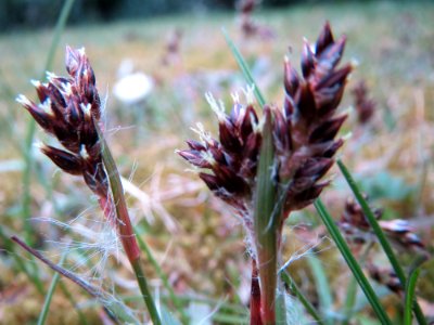 20150326Luzula_campestris2