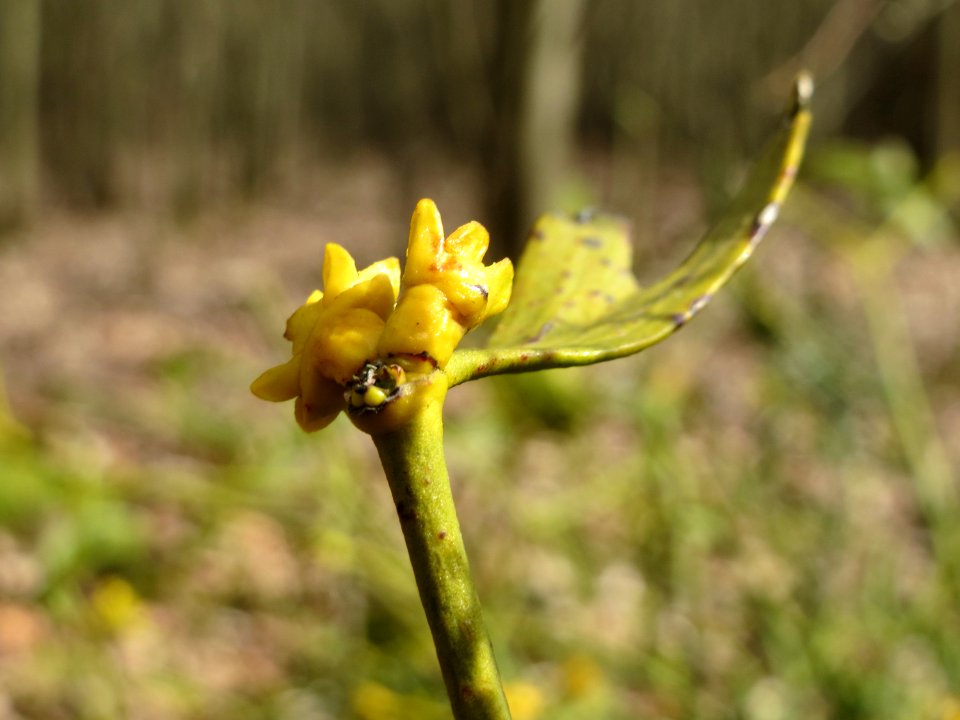 20150403Viscum_album5
