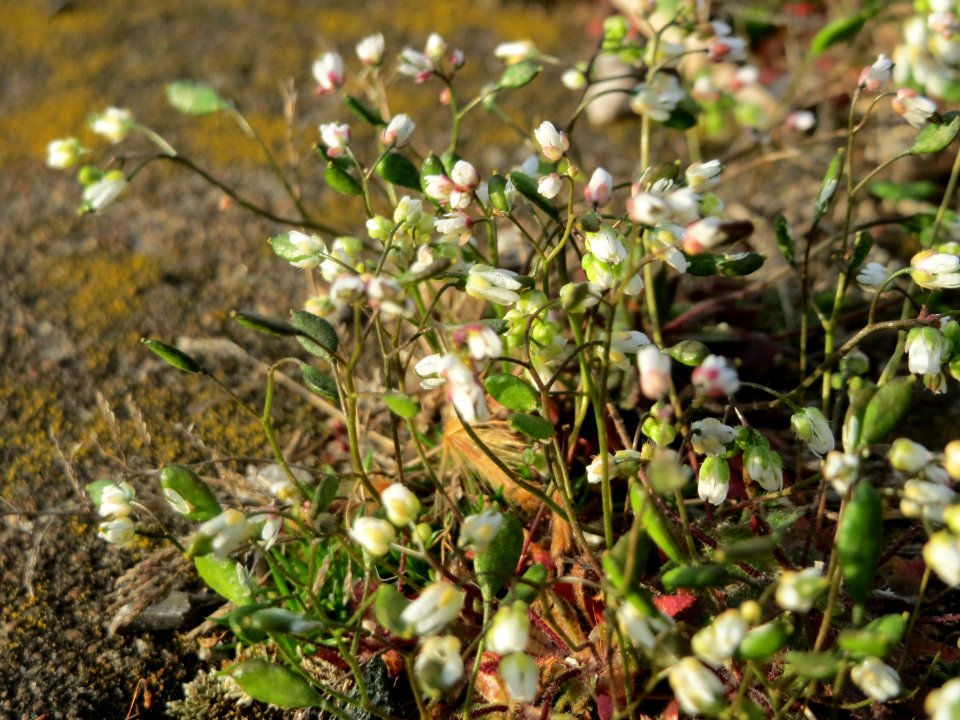 20150330Draba_verna1