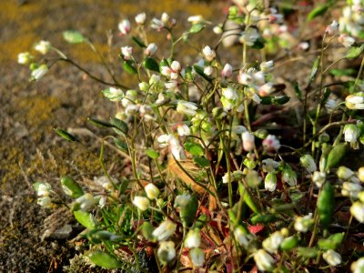 20150330Draba_verna1