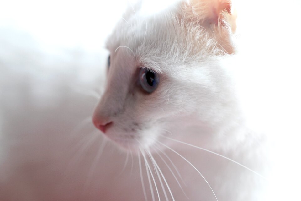 Close street kitty