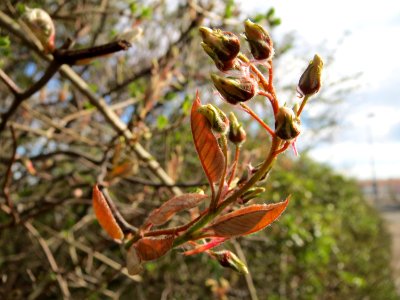 20150405Amelanchier_lamarckii5
