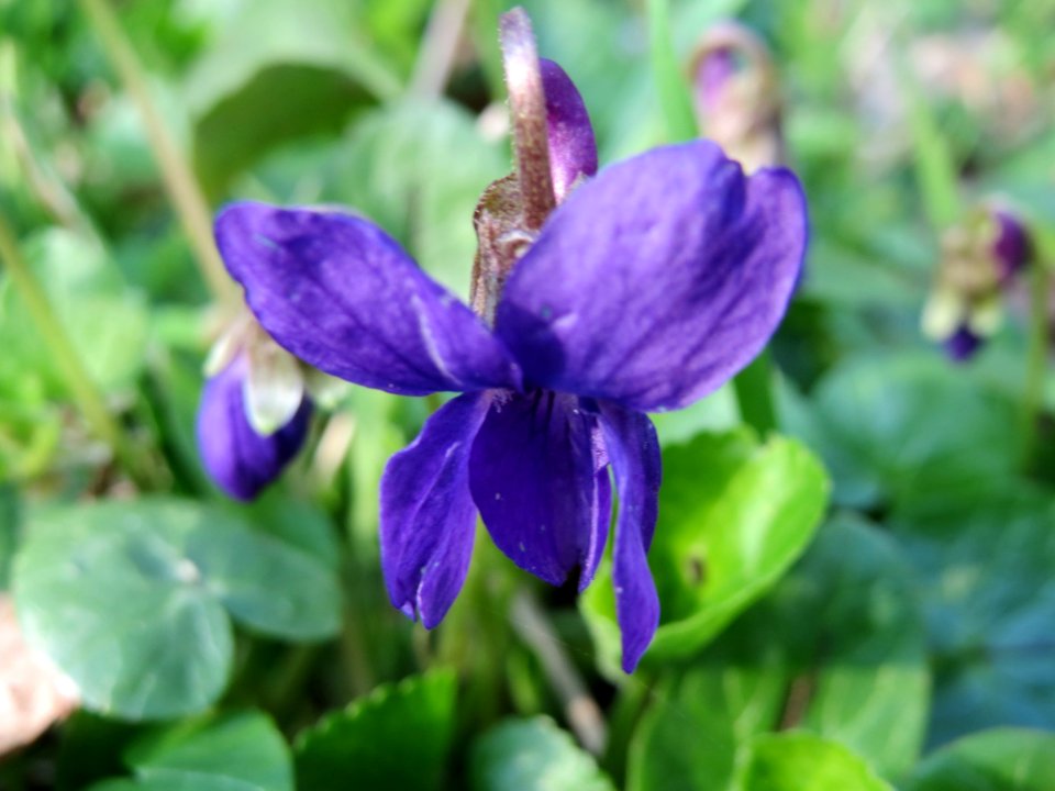 20150406Viola_odorata5