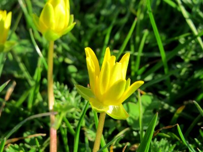 20150327Ficaria_verna1