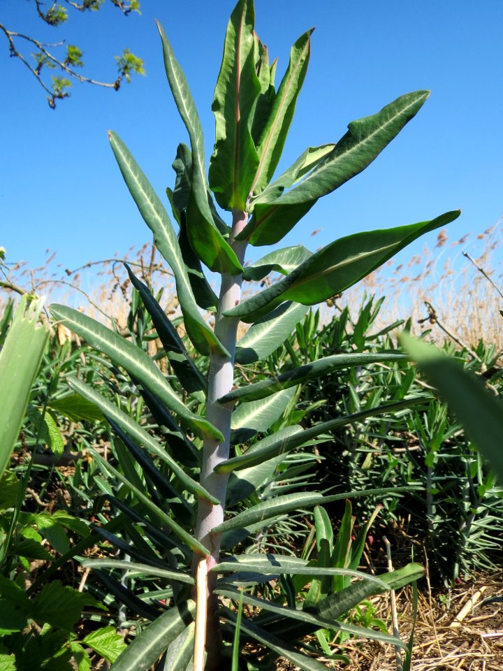 20150420Euphorbia_lathyris2