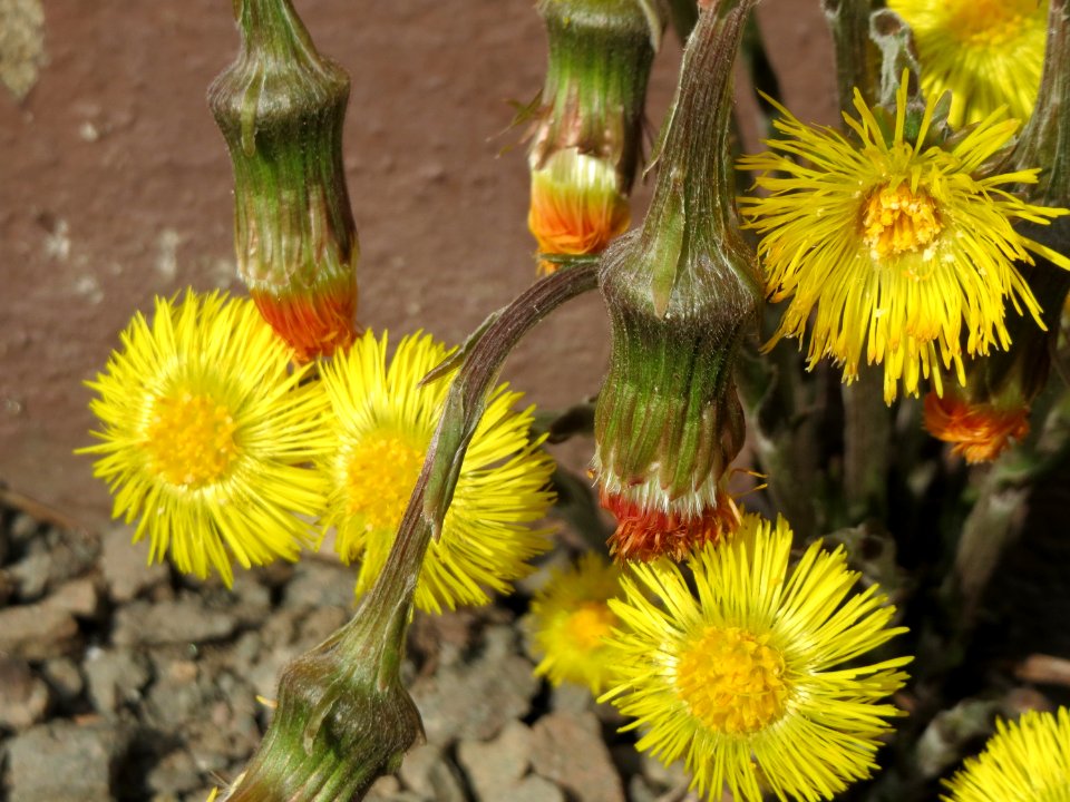 20150324Tussilago_farfara6