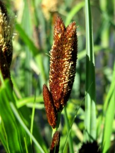 20150420Carex_acutiformis10