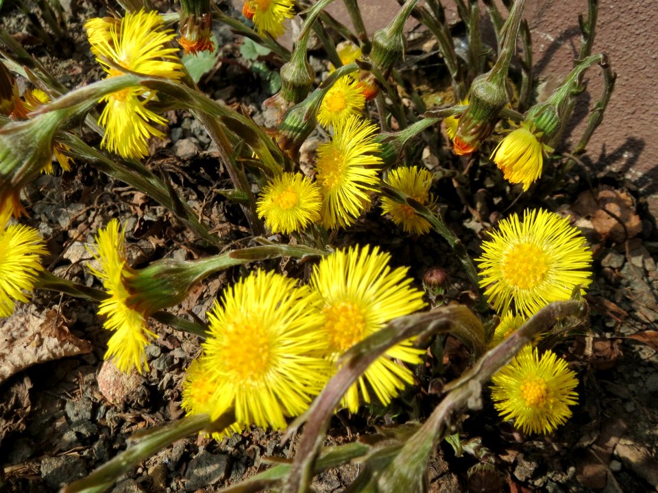 20150324Tussilago_farfara1
