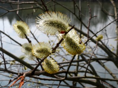 20150324Salix_caprea2
