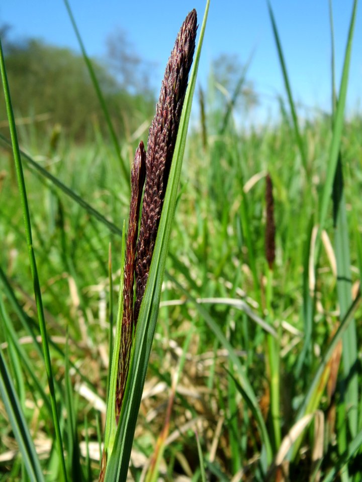20150420Carex_acutiformis06