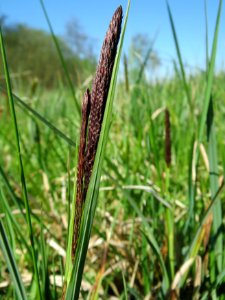 20150420Carex_acutiformis06