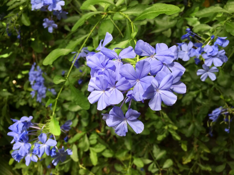 Blue small floral afternoon
