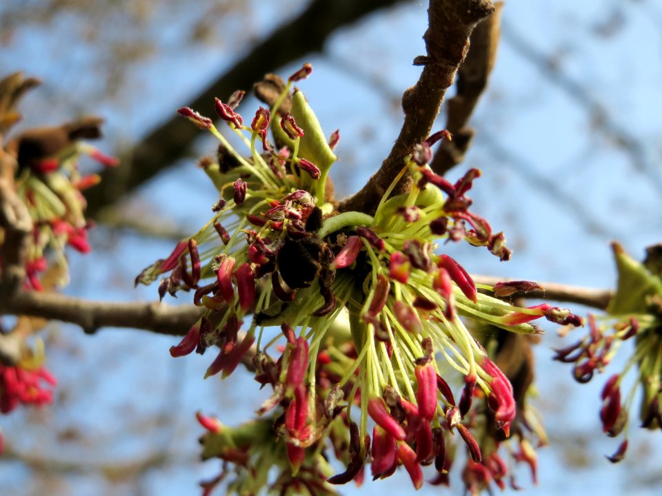 20150324Parrotia_persica1