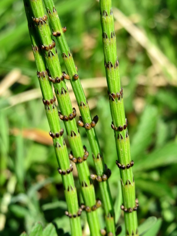 20150420Equisetum_palustre2